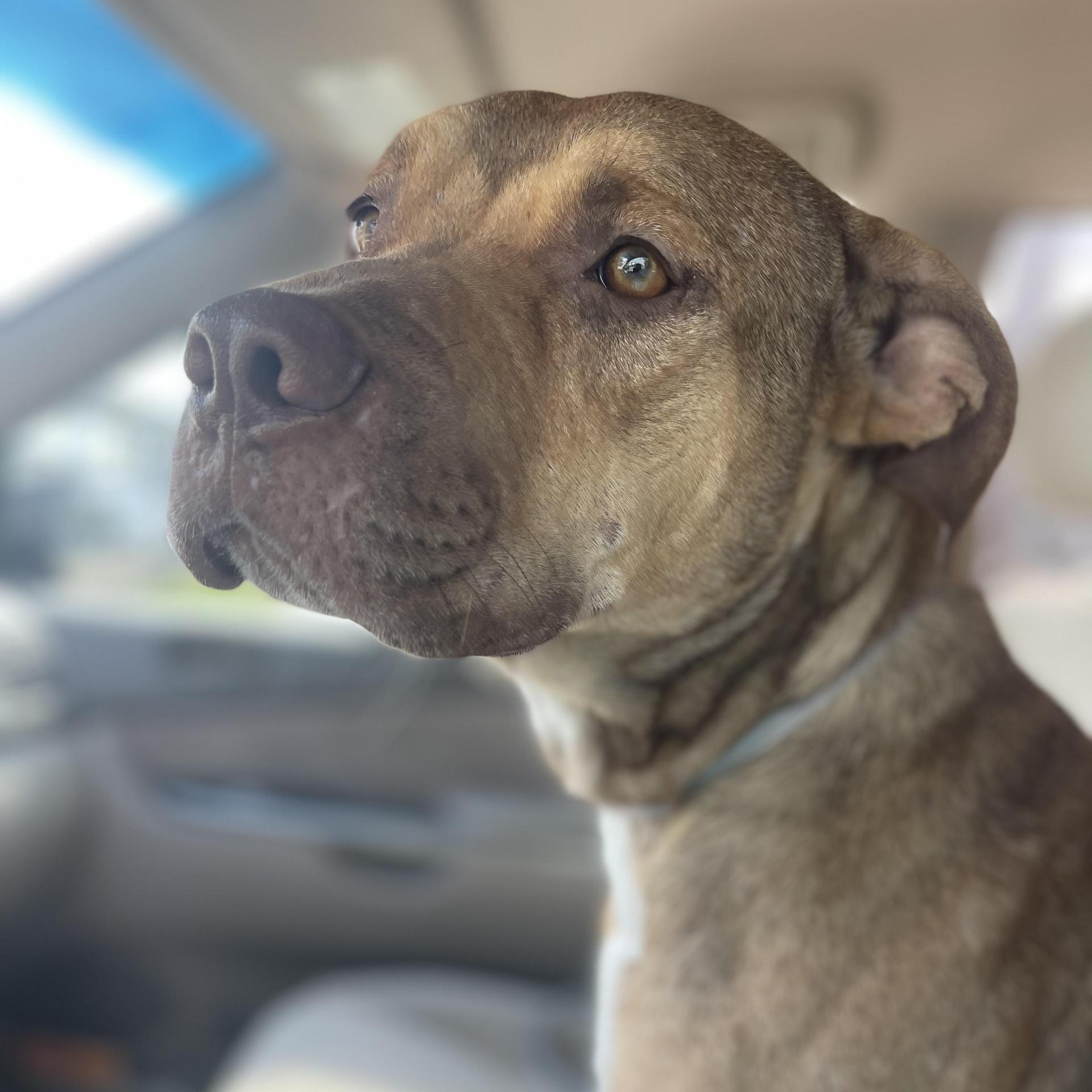 An adult medium-sized male Bicolor American Staffordshire Terrier dog named Teddy Roo for adoption in Houston, TX