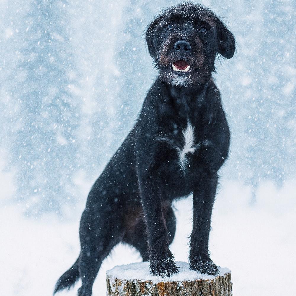 Ct Liberty Avail Feb