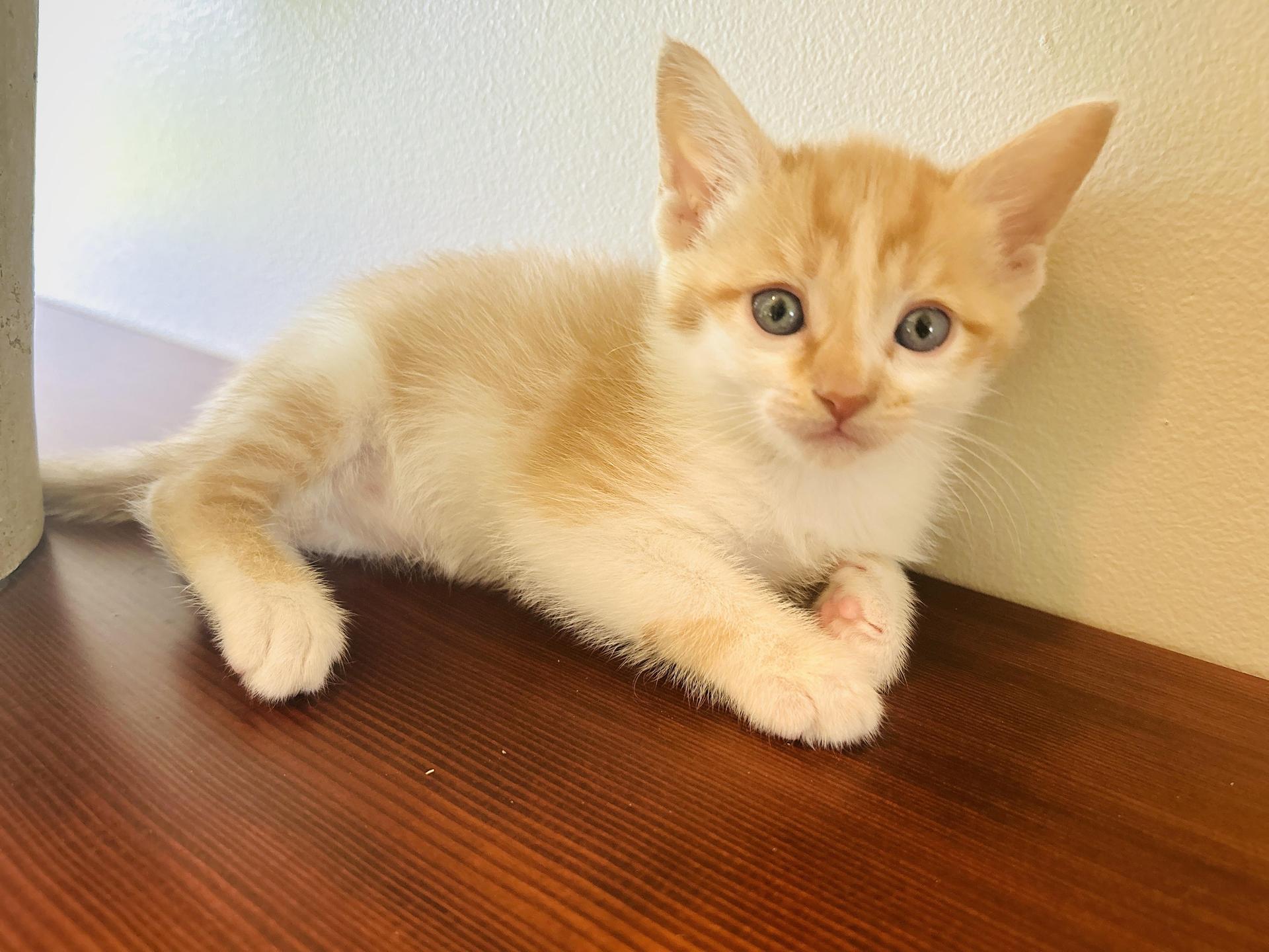 A baby medium-sized female Orange & White Domestic Short Hair cat named Blossom Transport for adoption in Gradyville, KY