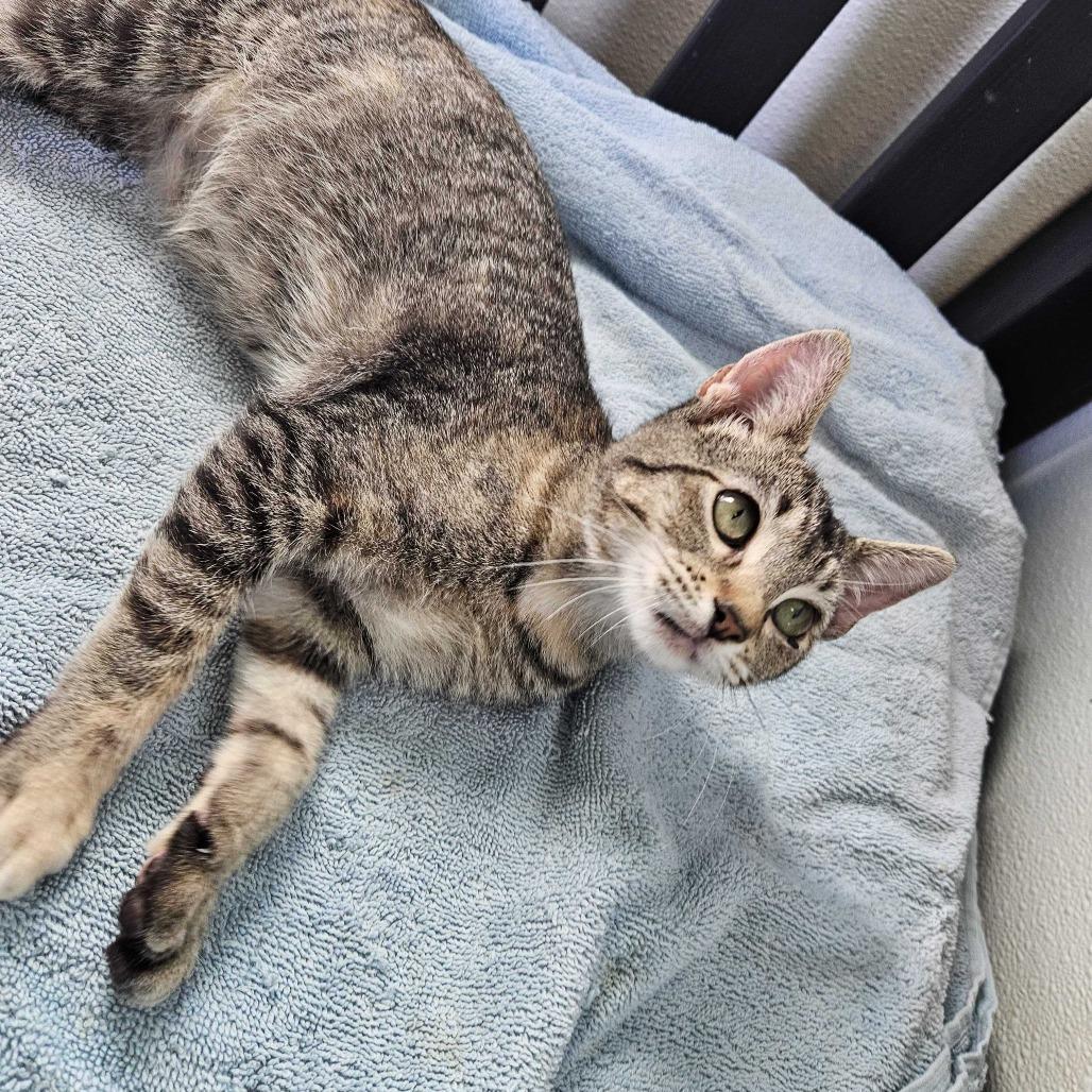 Butterworth Hotcakes