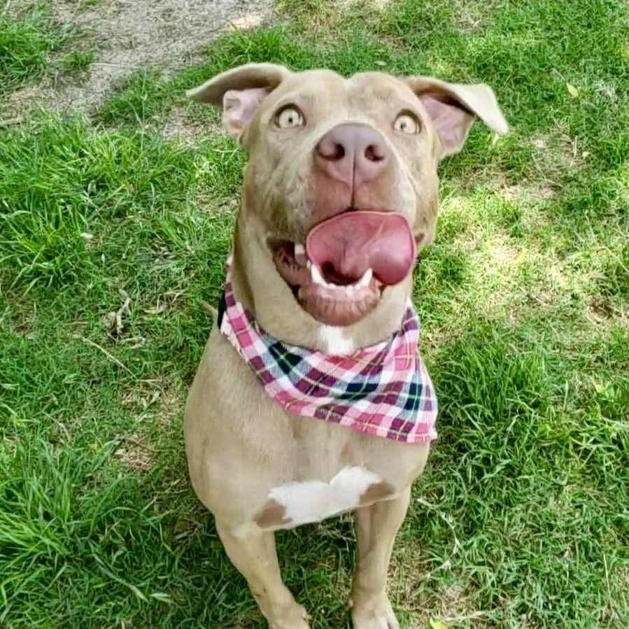 An adult medium-sized female Yellow / Tan / Blond / Fawn American Staffordshire Terrier dog named Zara for adoption in Mooresville, NC