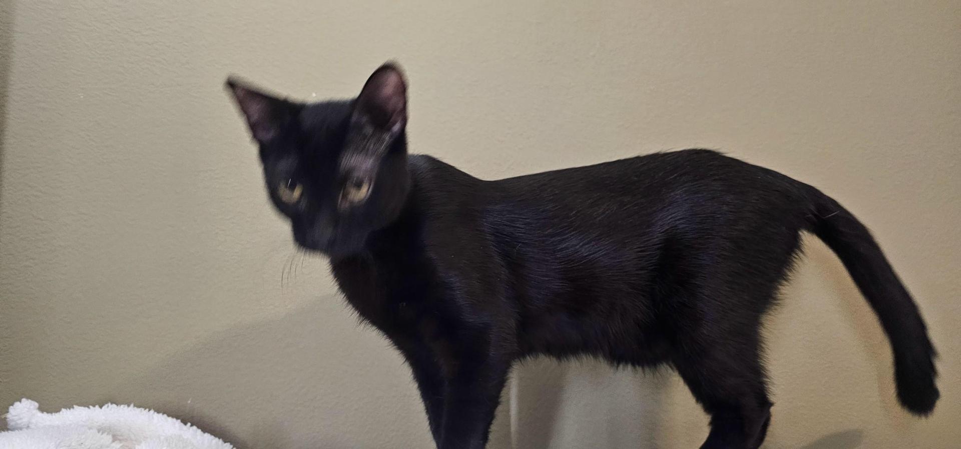 A baby medium-sized male Black Bombay cat named Louie for adoption in Mobile, AL