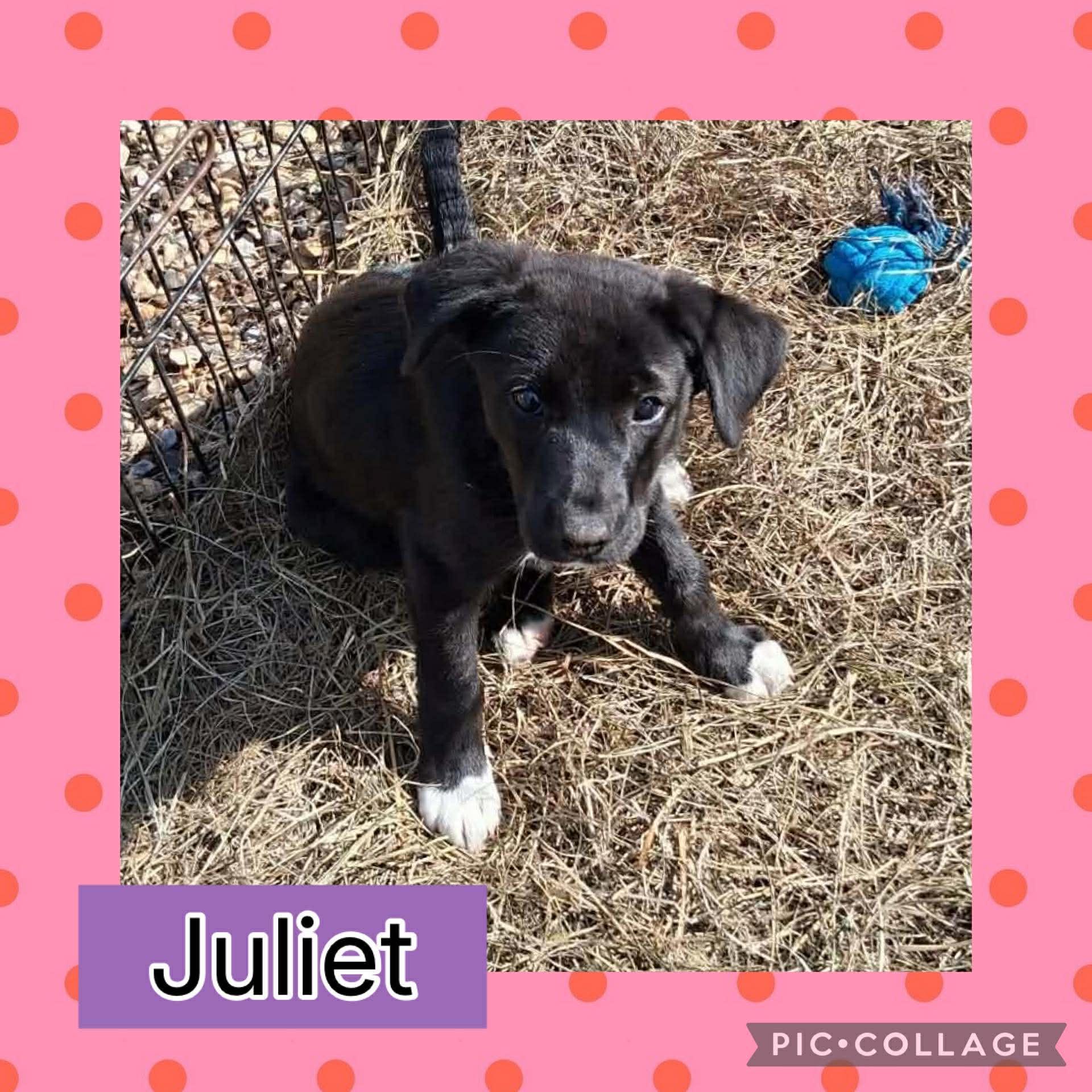A baby medium-sized female Black Border Collie dog named Juliet for adoption in Ringwood, NJ