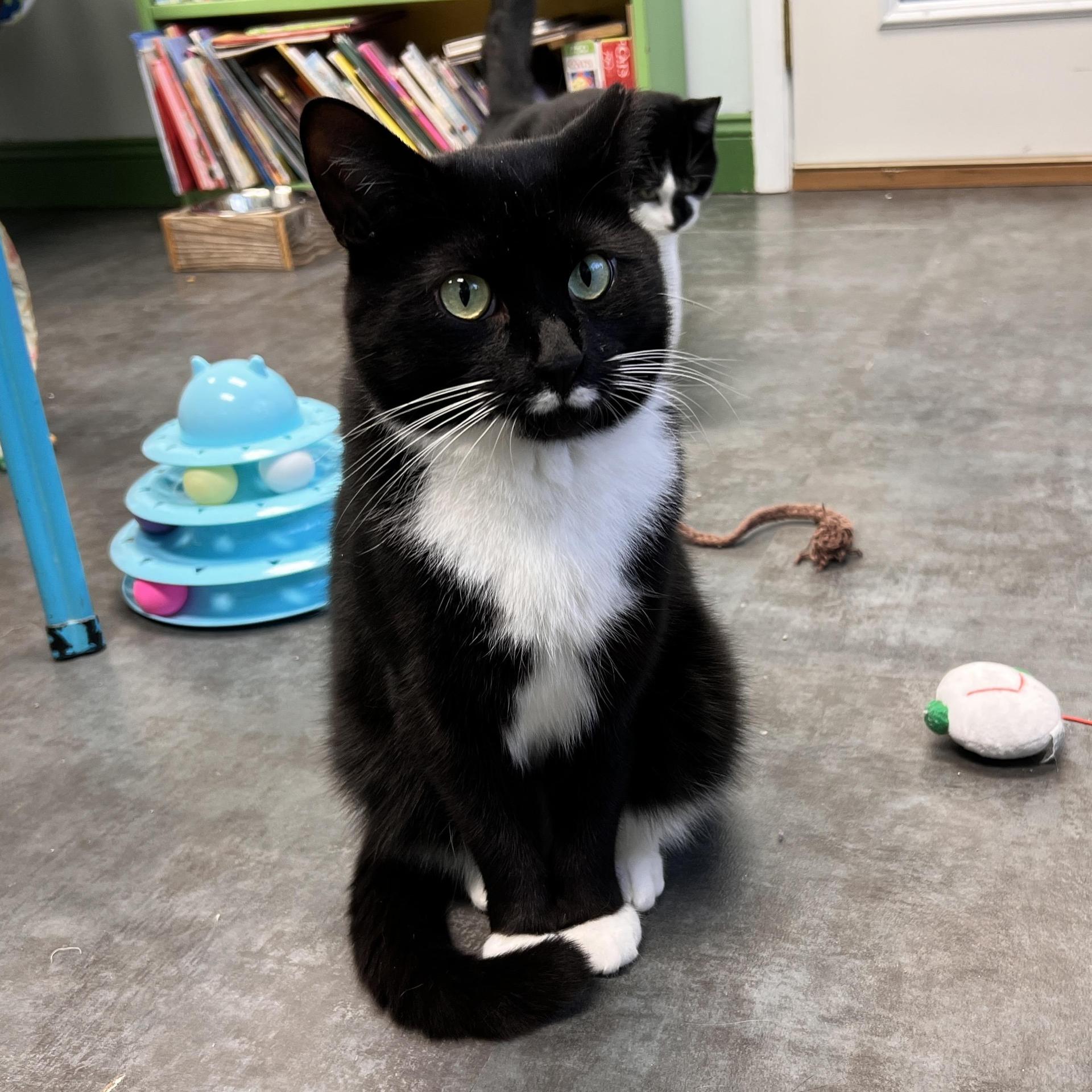 A young medium-sized male Black & White / Tuxedo Domestic Short Hair cat named Freckles for adoption in Grand Rapids, MI