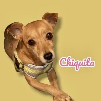 Chiquita