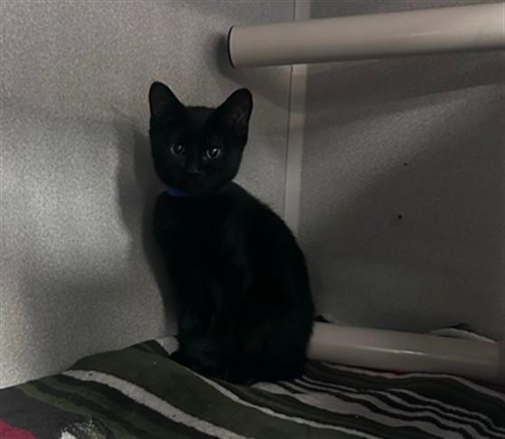 A baby medium-sized male Domestic Short Hair cat named Sterling for adoption in Dallas, TX