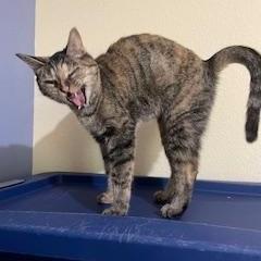 An adult medium-sized female Torbie Domestic Short Hair cat named Mathilda for adoption in Fort Worth, TX