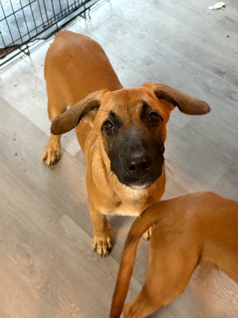 A baby medium-sized male Bicolor Belgian Shepherd / Malinois dog named Cliff for adoption in League City, TX