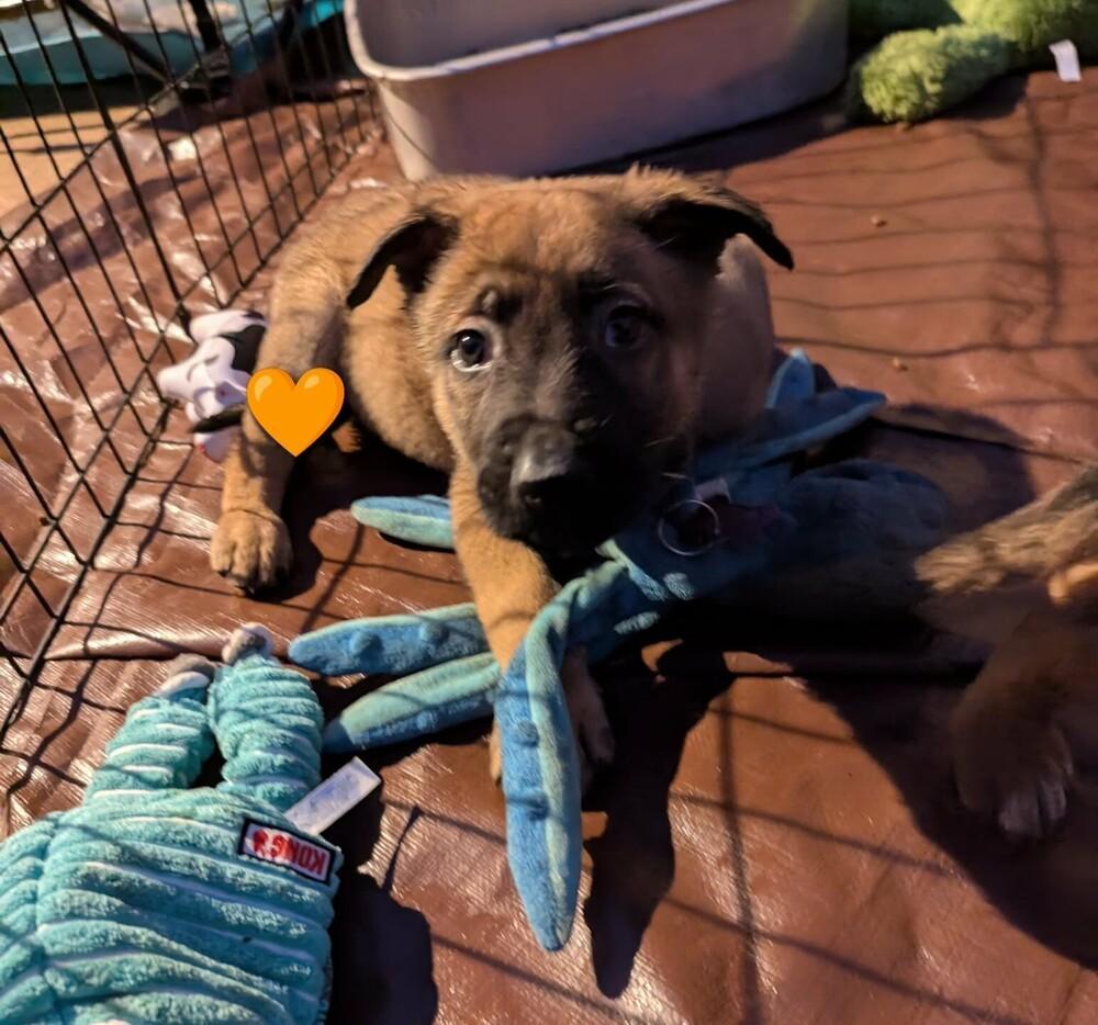 Stormy Skye Litter Glacier