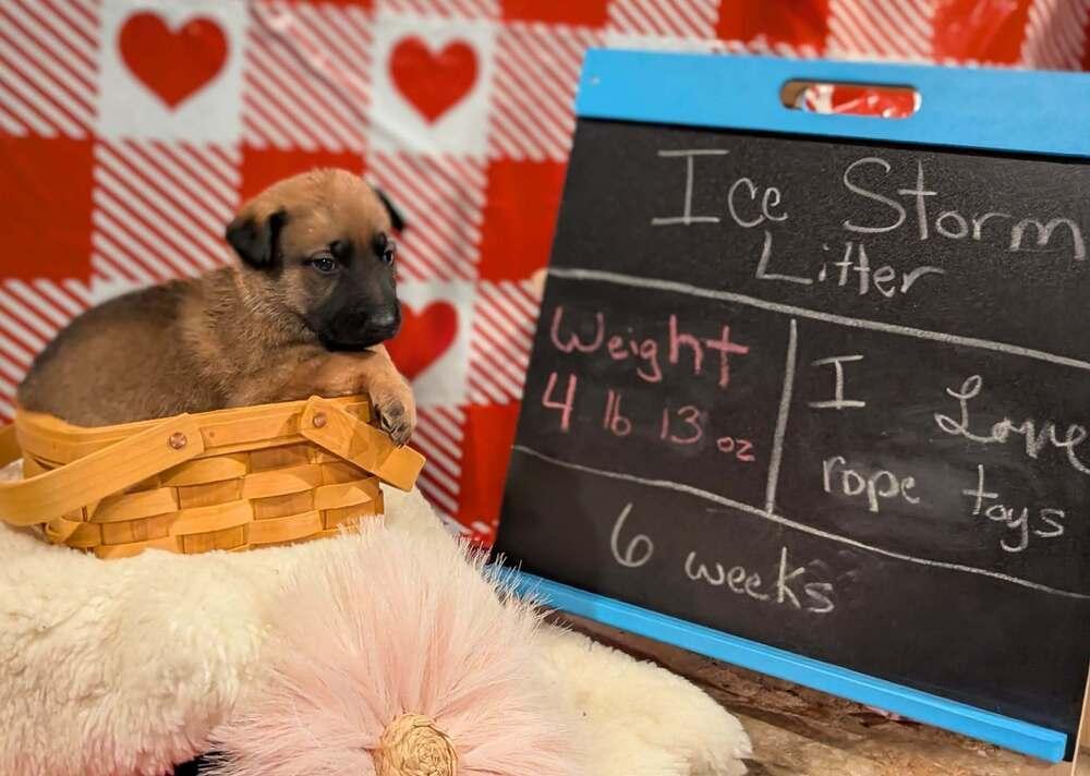 Stormy Skye Litter Glacier