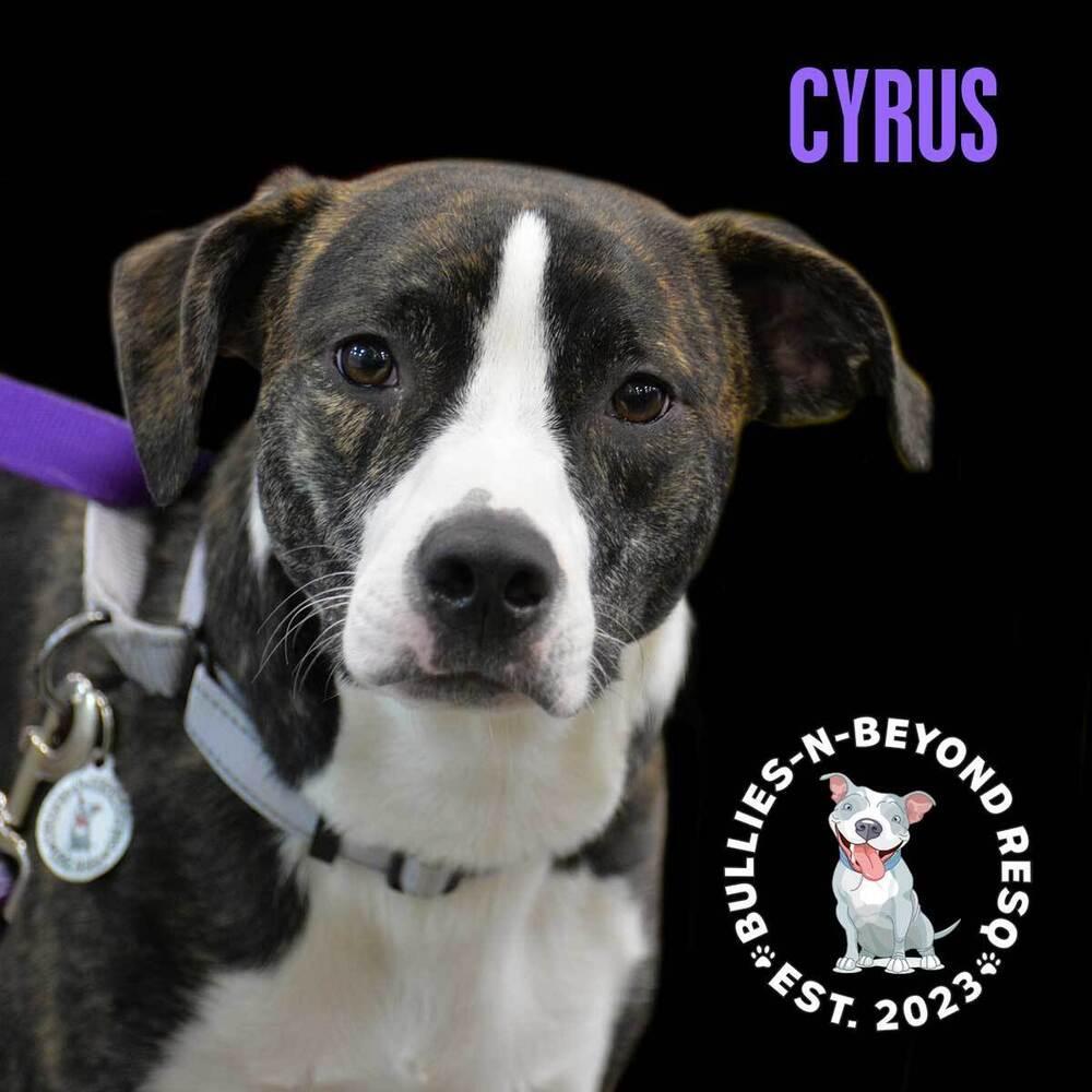 Cyrus