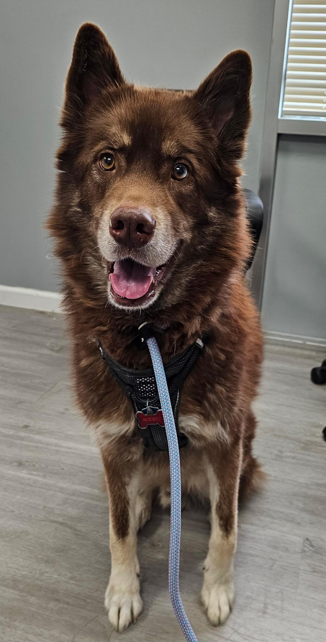 An adult large-sized male Siberian Husky dog named Rocket for adoption in Sumter, SC