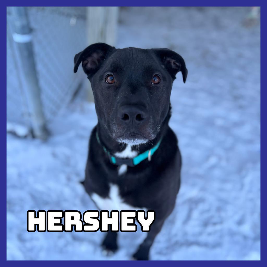 Hershey