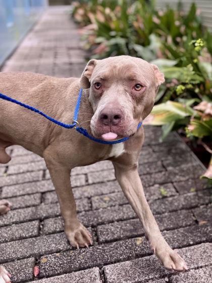 An adult large-sized male Pit Bull Terrier dog named Smoky Quartz for adoption in New Orleans, LA