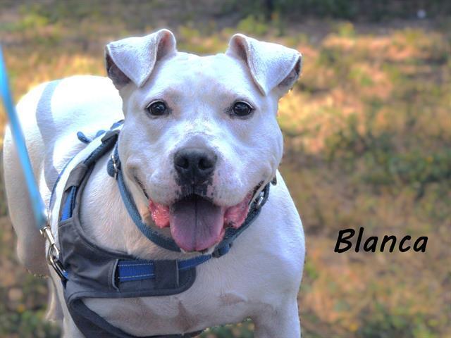 Blanca
