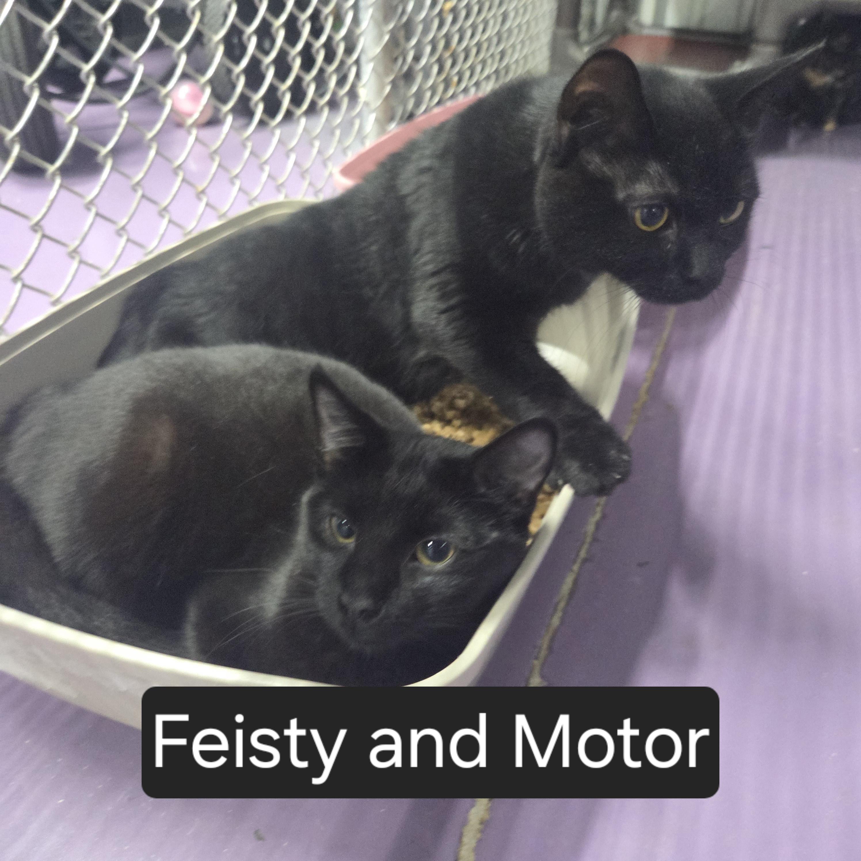 Feisty & Motor