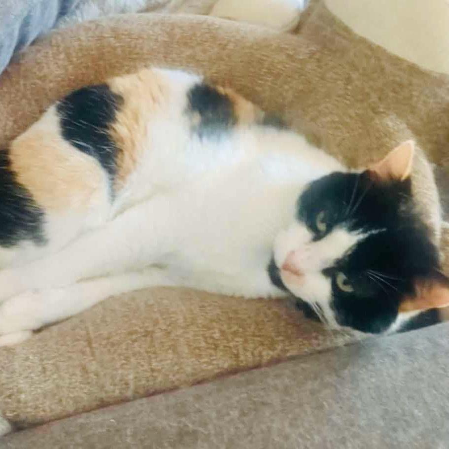 Noelle Indooroutdoor