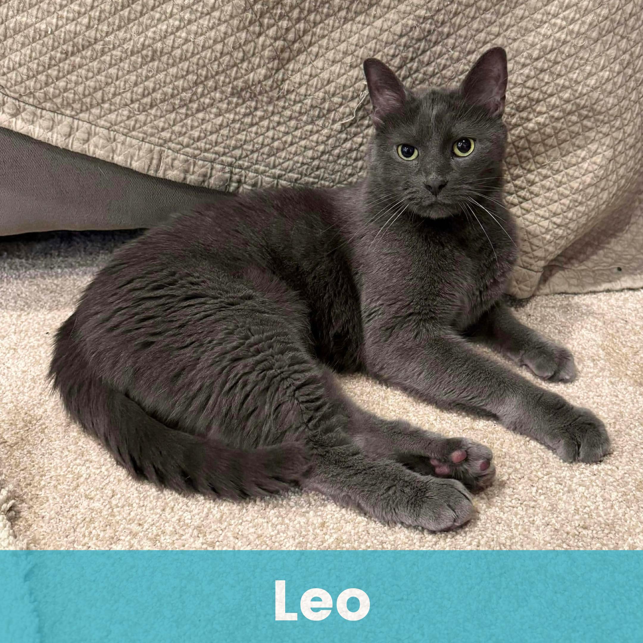 Leo