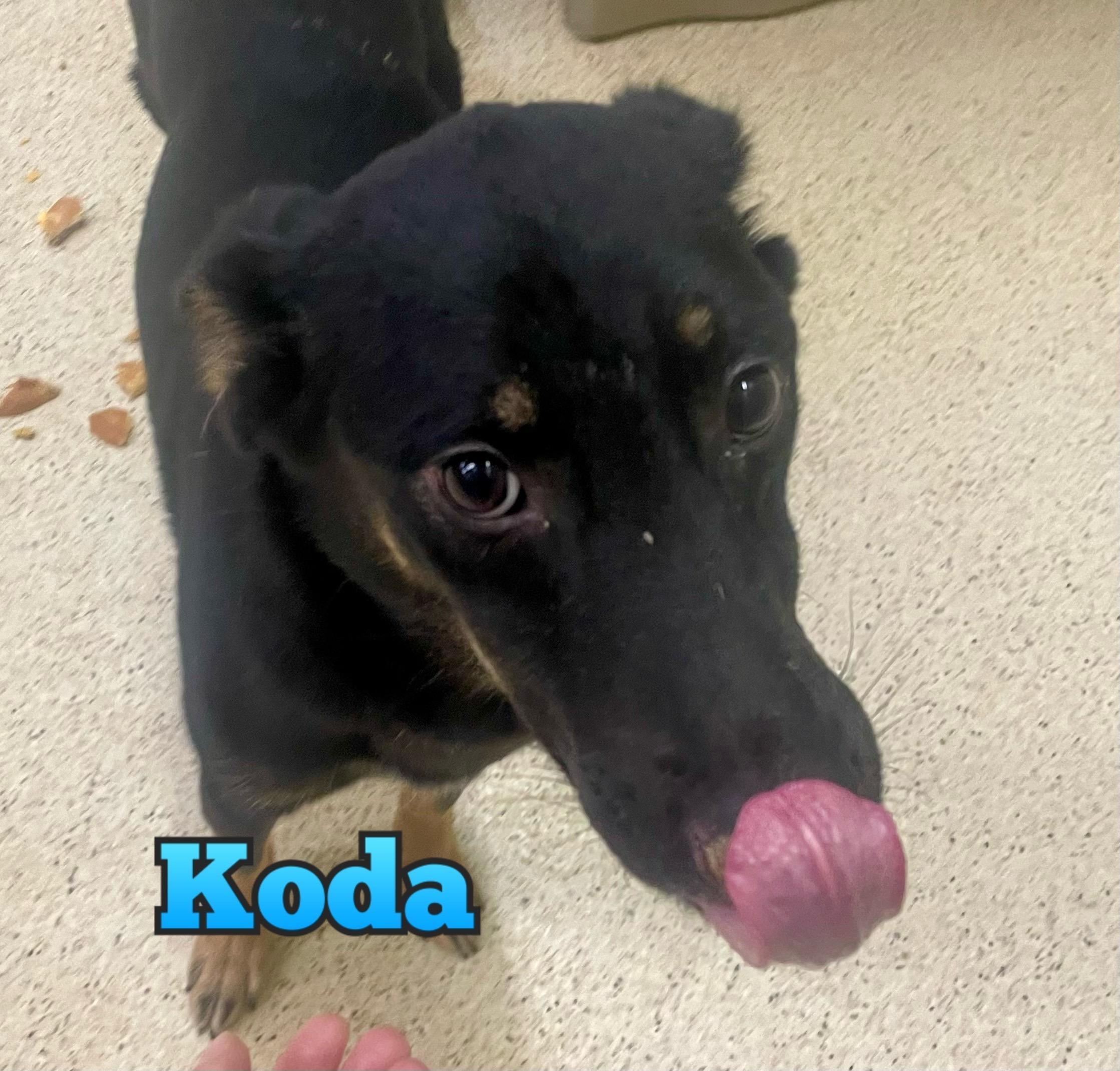 Koda