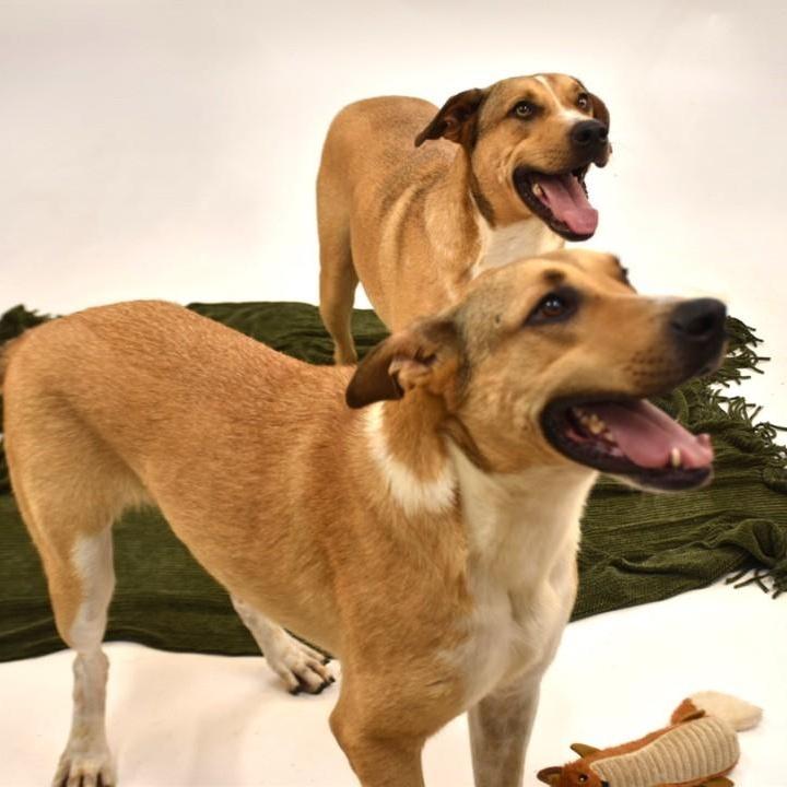 A young large-sized male Yellow / Tan / Blond / Fawn Hound dog named Miles & Tucker for adoption in Wharton, TX