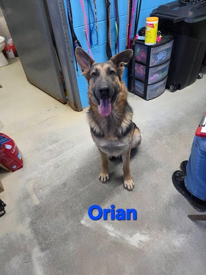 Orian