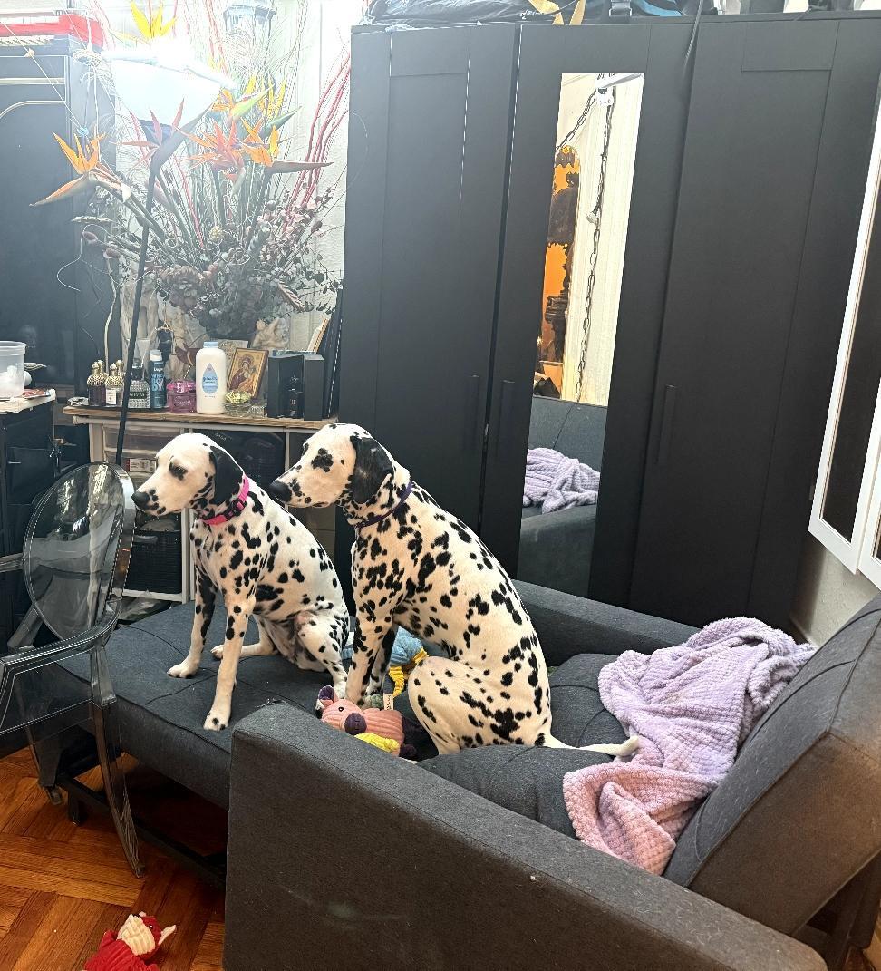 A young medium-sized female White / Cream Dalmatian dog named Helananew York Ny for adoption in San Diego, CA