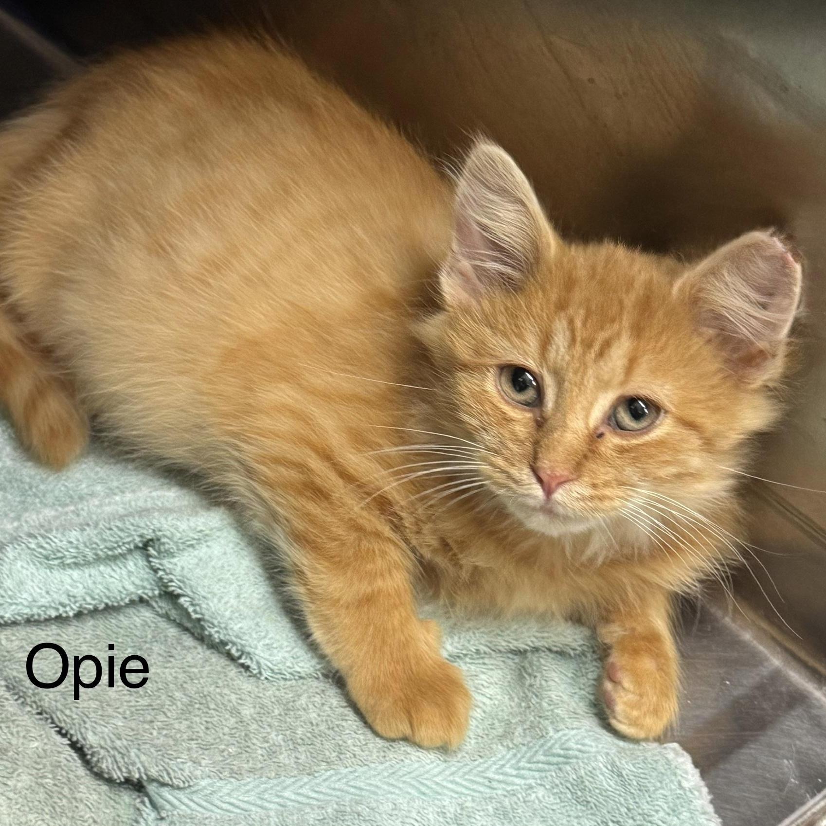 Opie