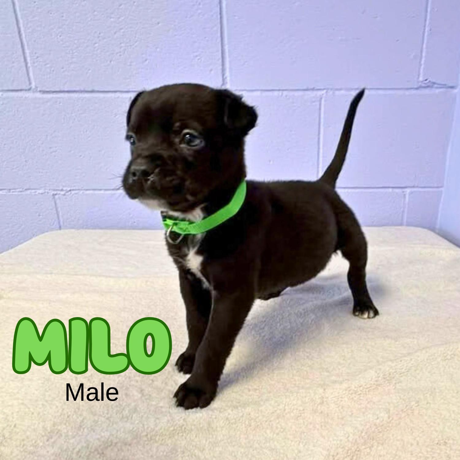 Milo