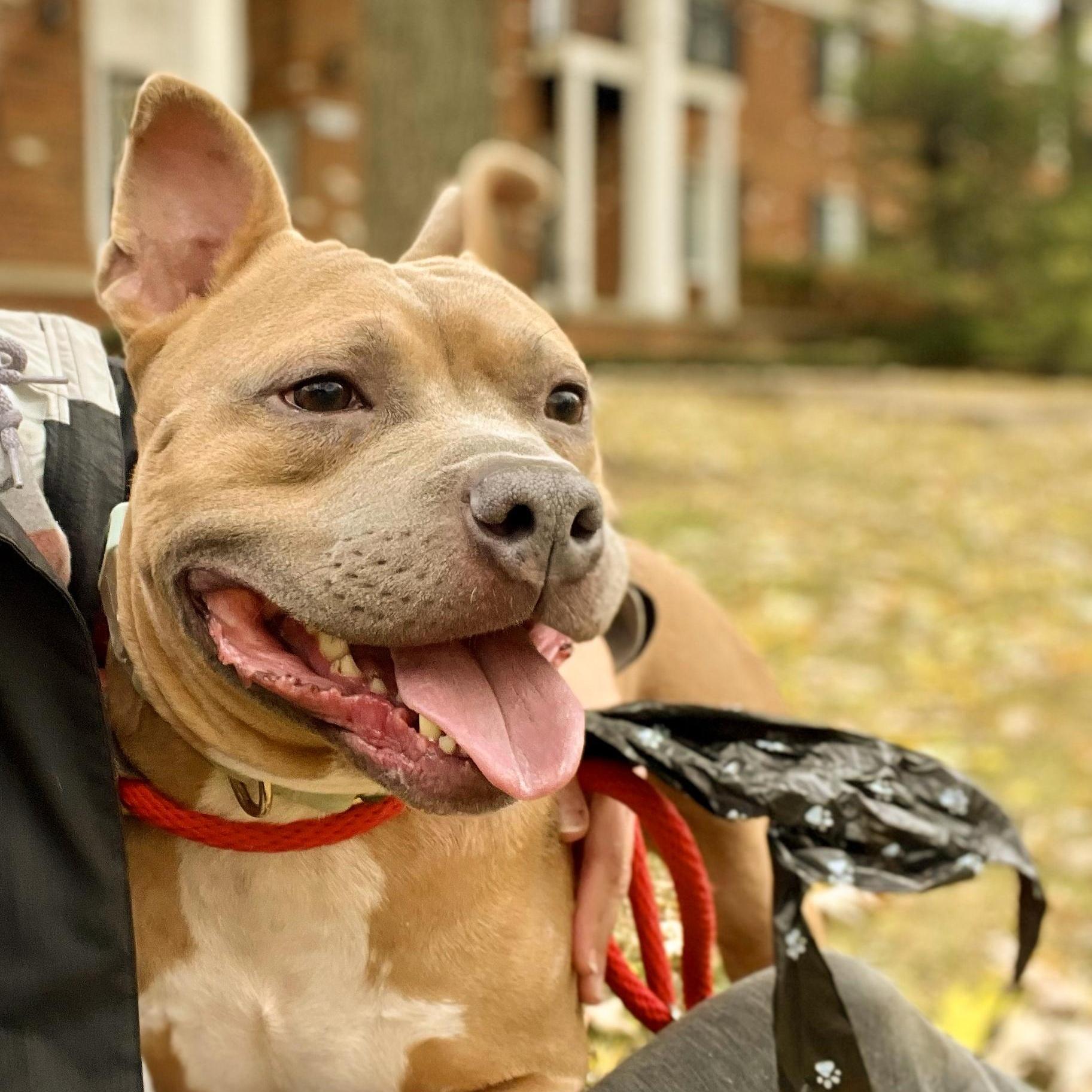 Buddy Needs A Forever