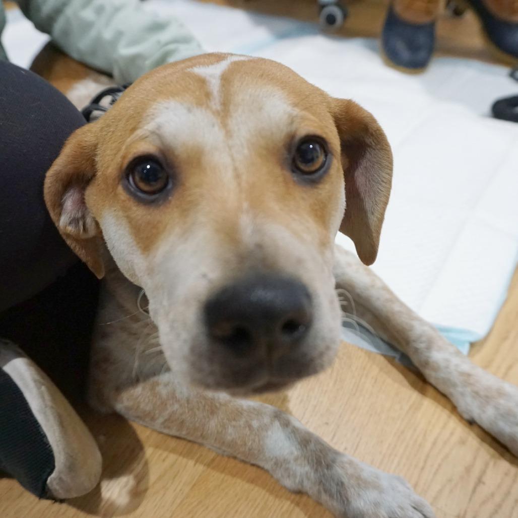 Cinnamon Toast Crunch