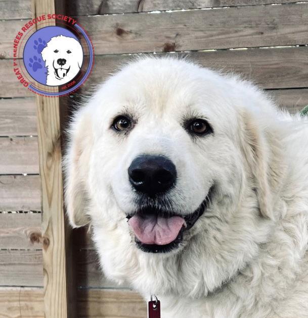 An adult large-sized female White / Cream Great Pyrenees dog named Maria for adoption in Spring, TX
