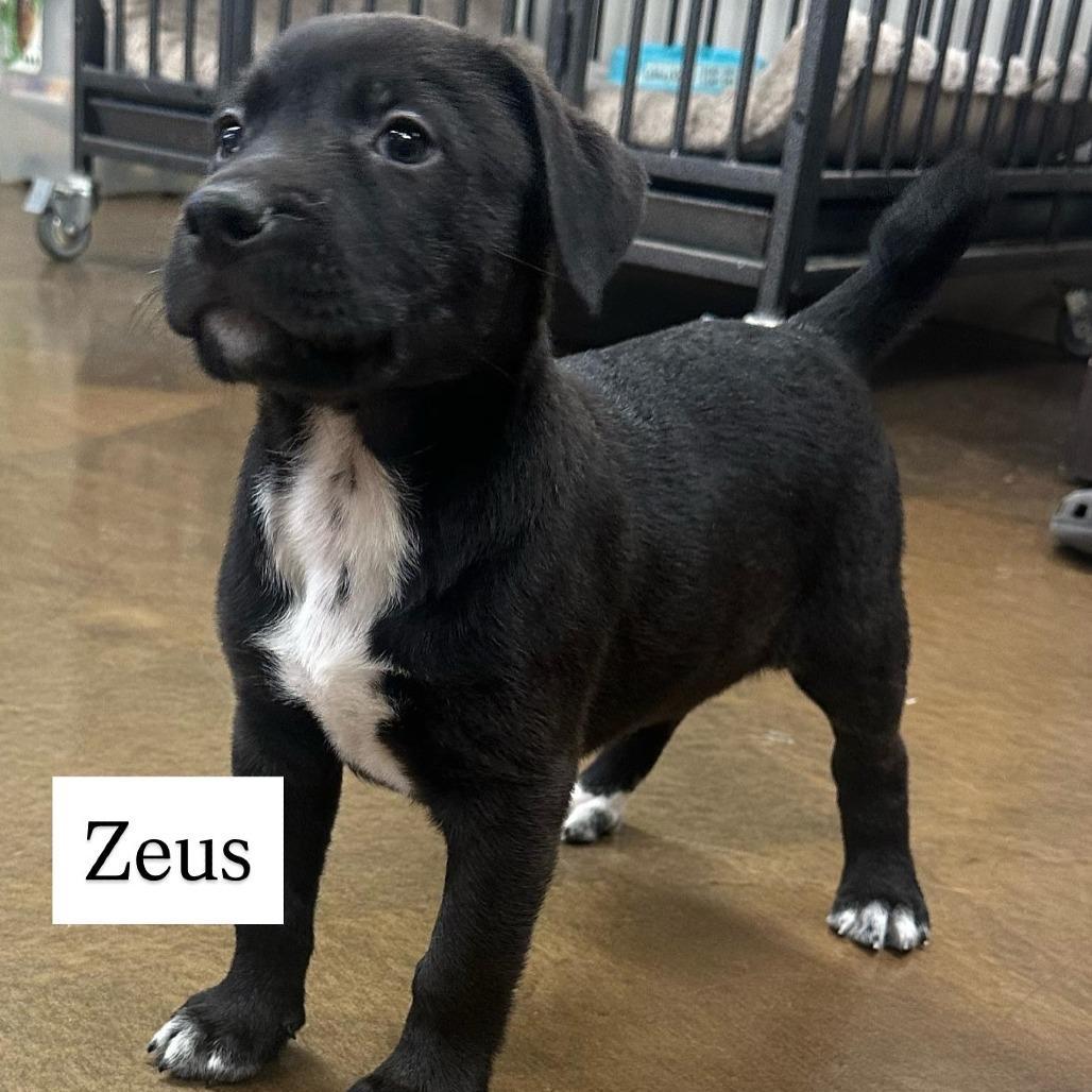 Zeus