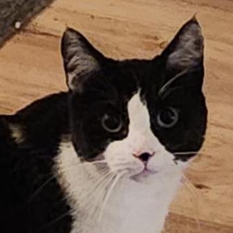 Felix The Wonderful Cat