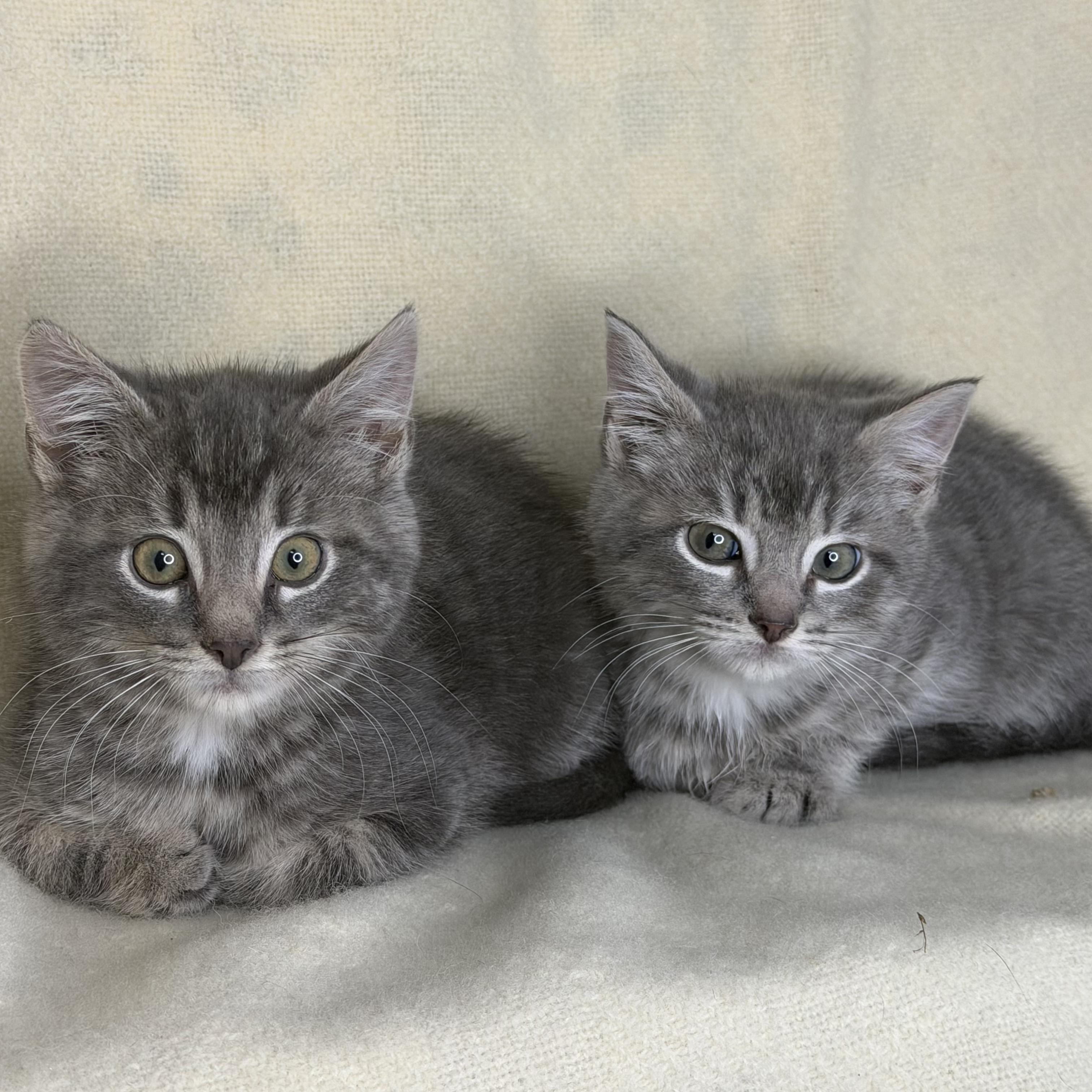 Charlie & Max Bonded