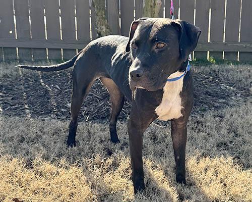 An adult medium-sized female Black Labrador Retriever dog named Eve for adoption in Lake Wylie, SC