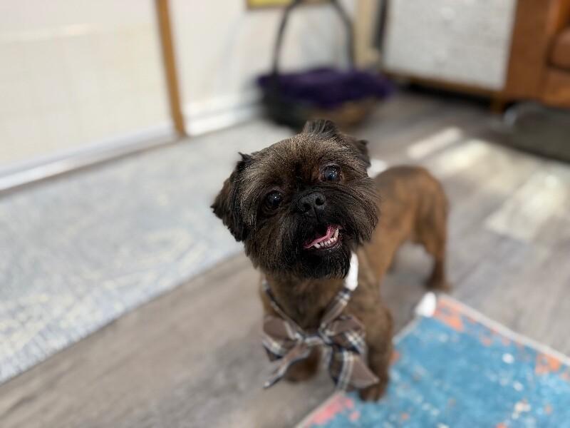 Red Hoverfluff Cuddlebean