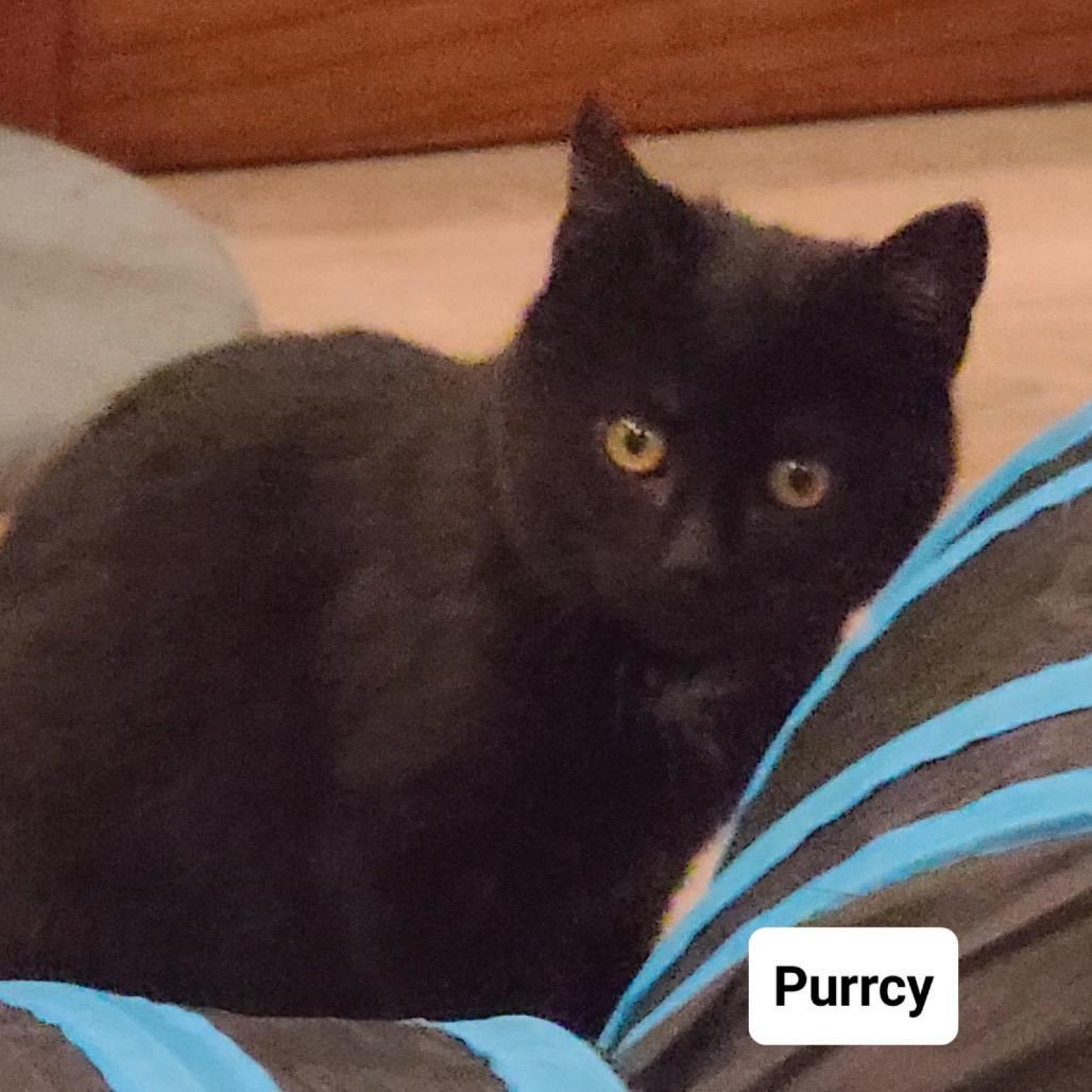 Purrsy