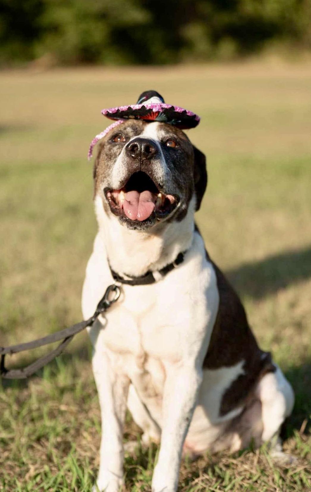 A senior large-sized male Pit Bull Terrier dog named Ernie for adoption in Mooresville, NC