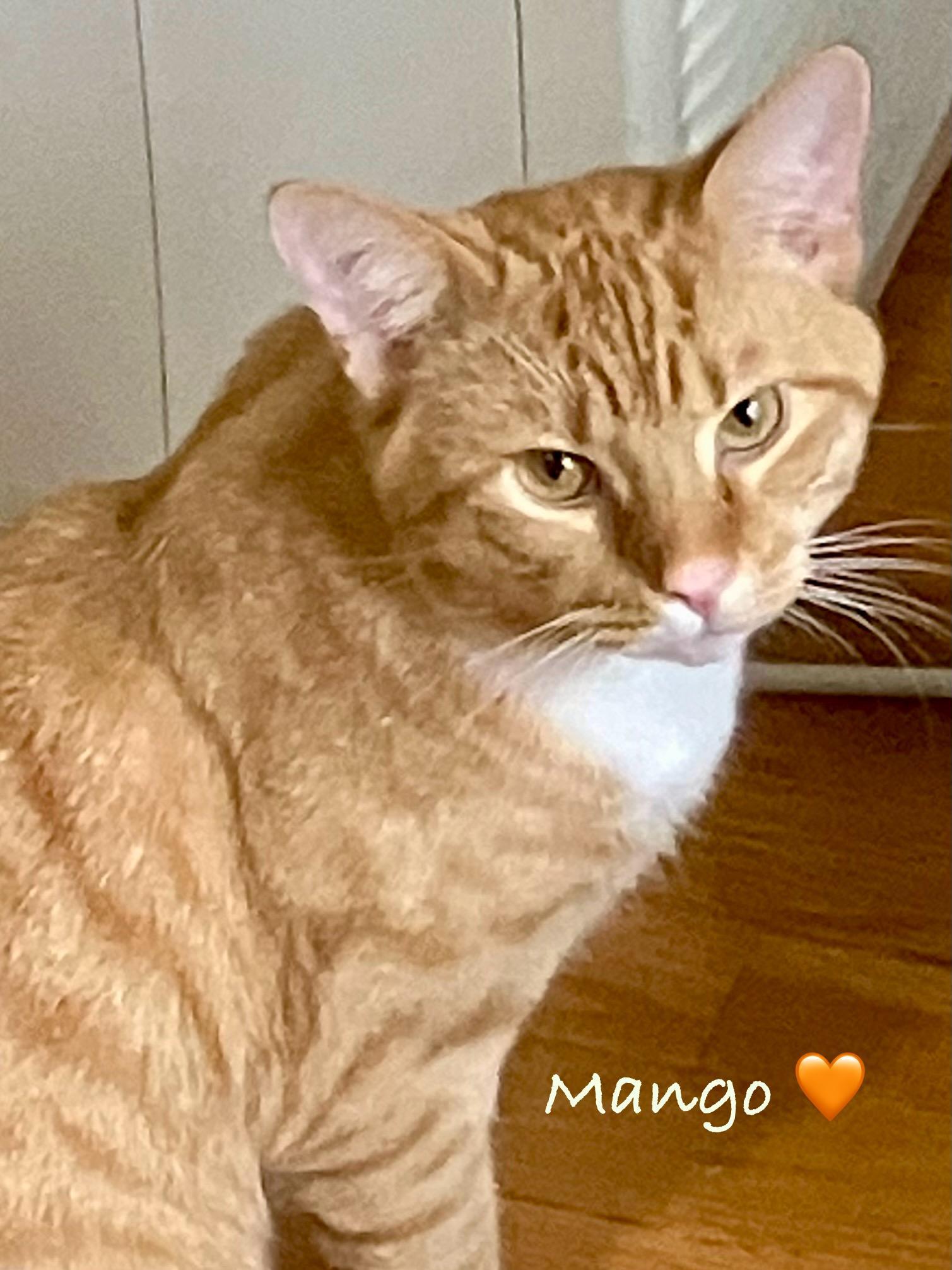 Mango