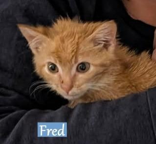 Fred