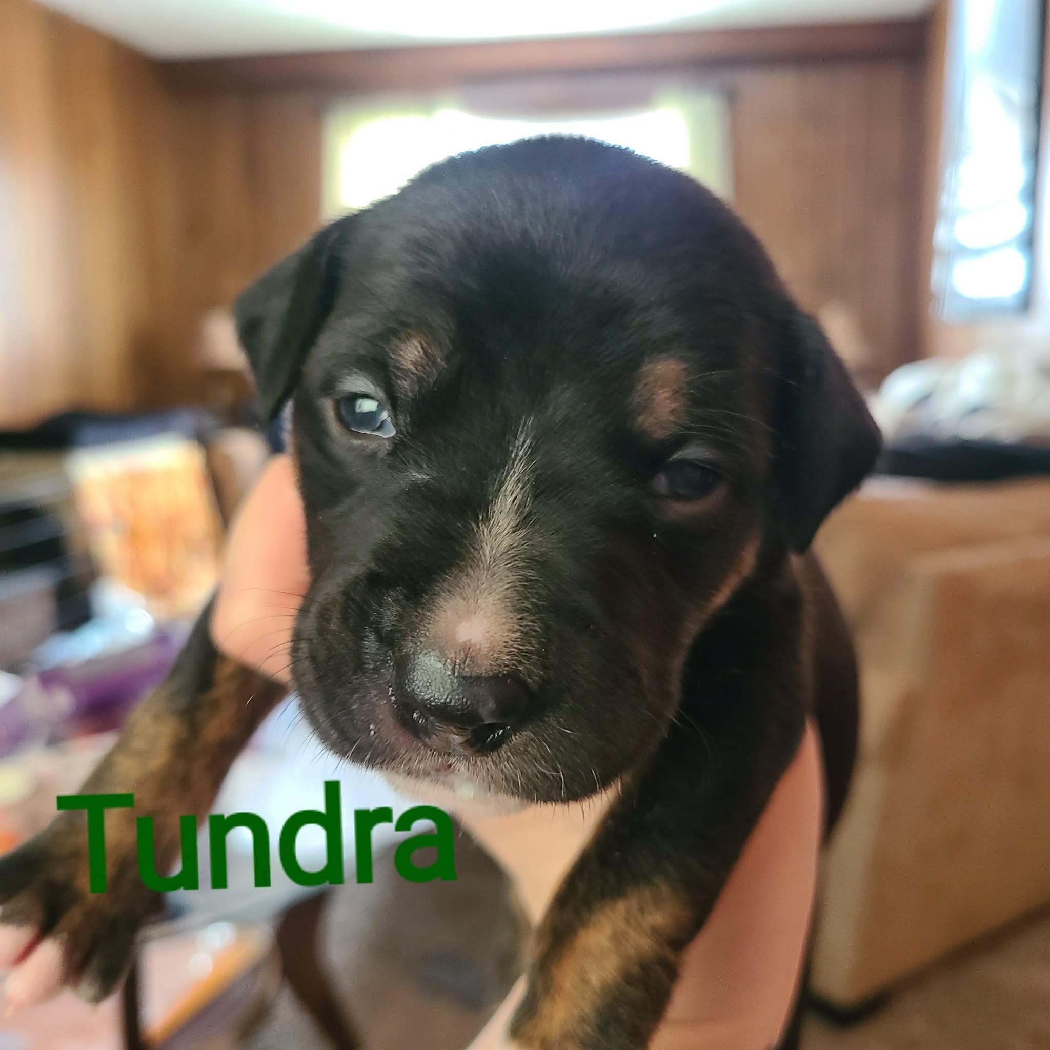 Tundra