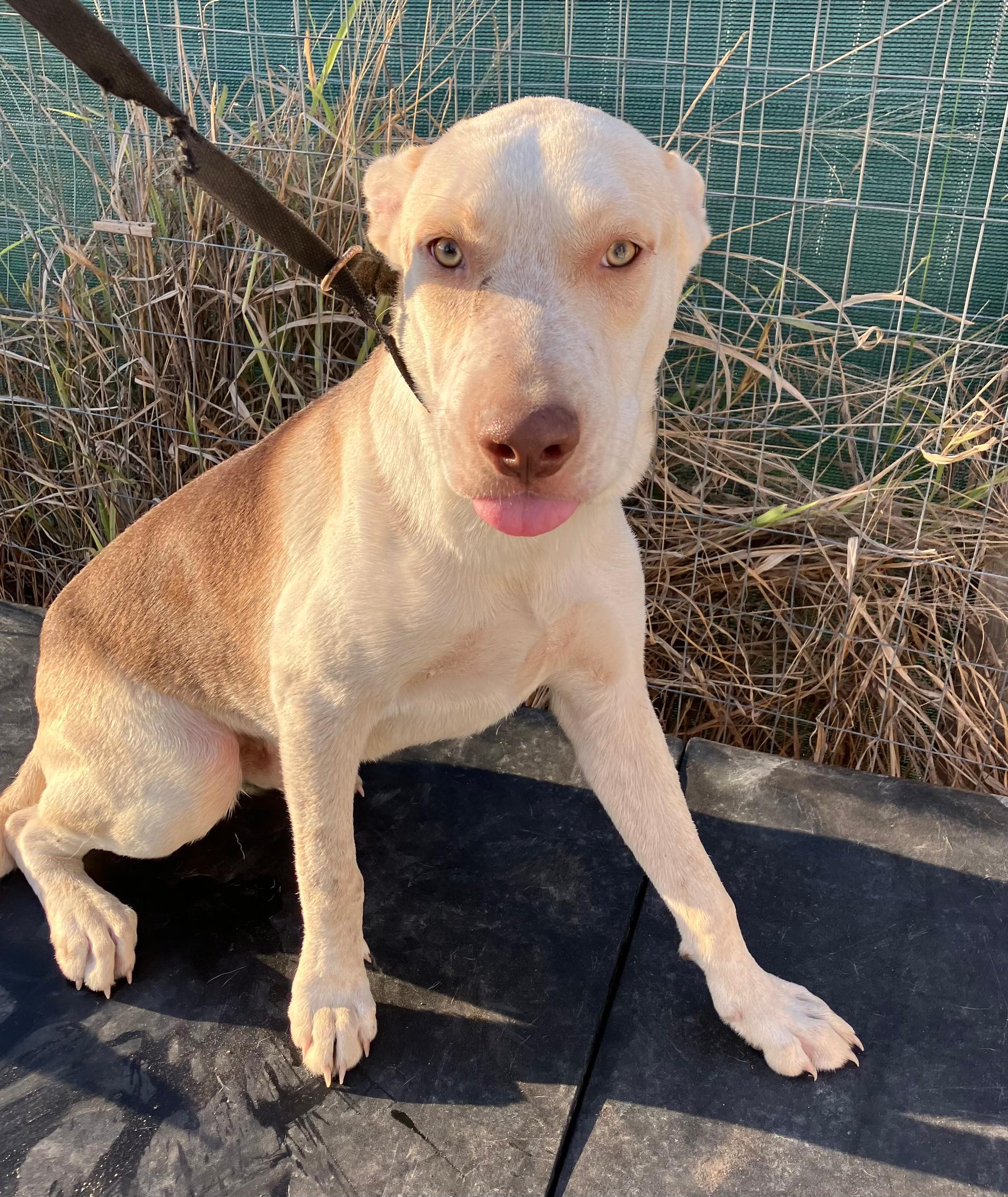 A baby medium-sized male Labrador Retriever dog named Rudy for adoption in Harlingen, TX