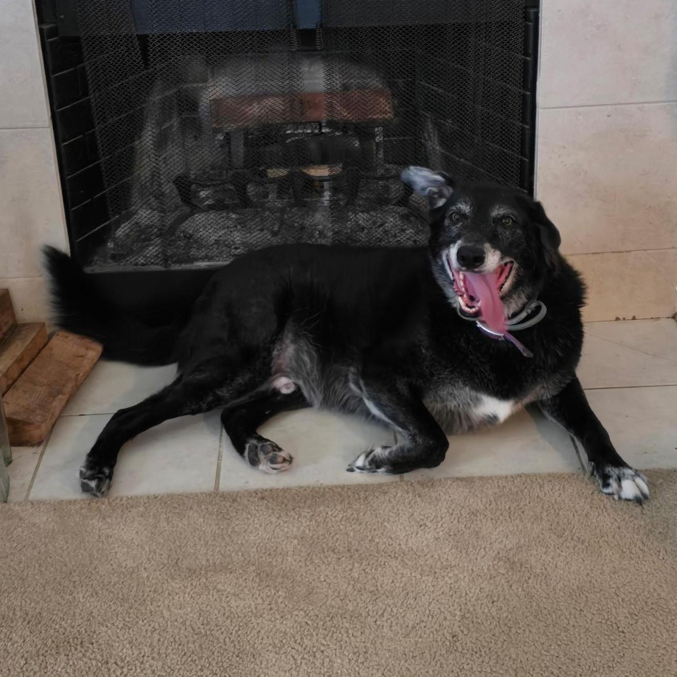 A senior large-sized male Labrador Retriever dog named Major for adoption in Spring, TX