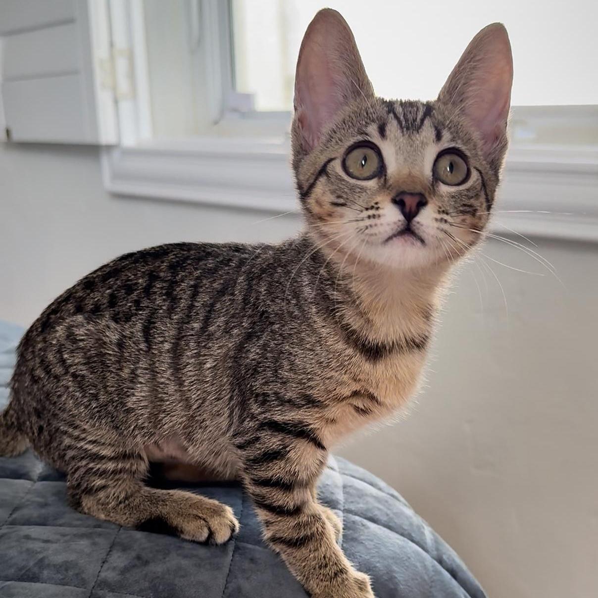 A baby small-sized female Tabby (Tiger Striped) Tabby cat named Eira for adoption in Miami, FL