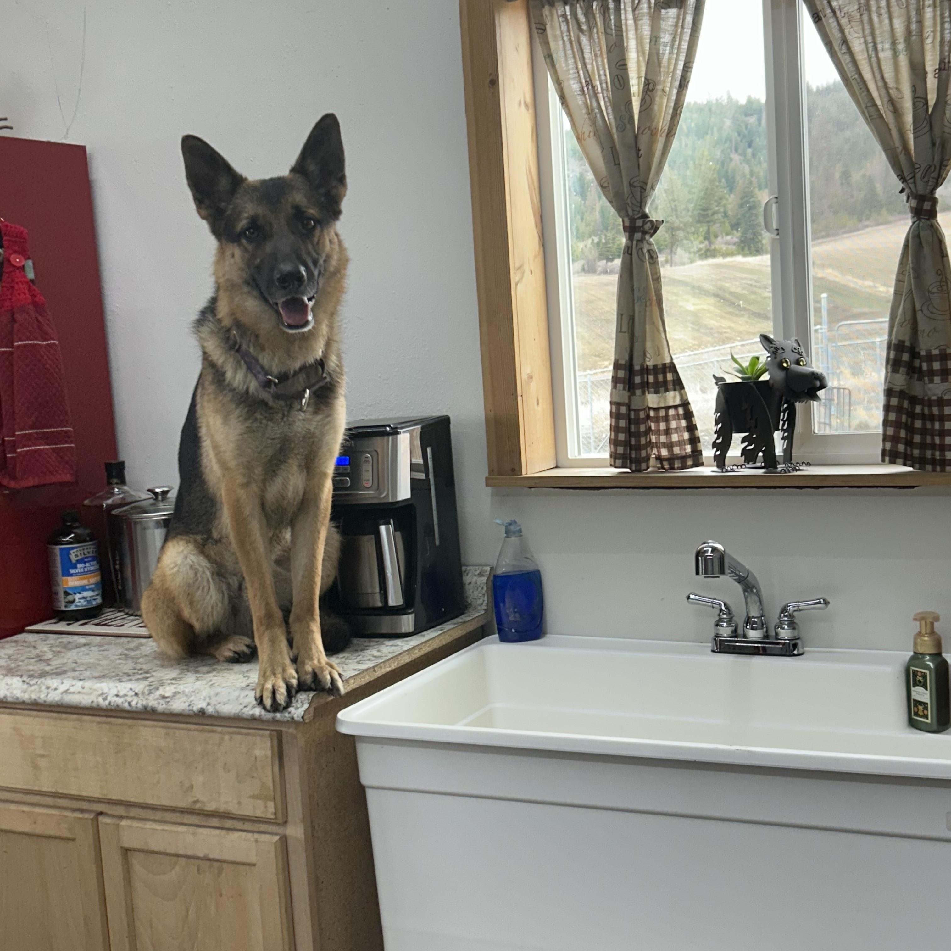 Bolt. Courtesy Listing For