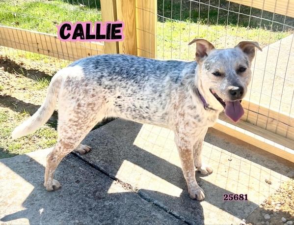 Callie photo 1