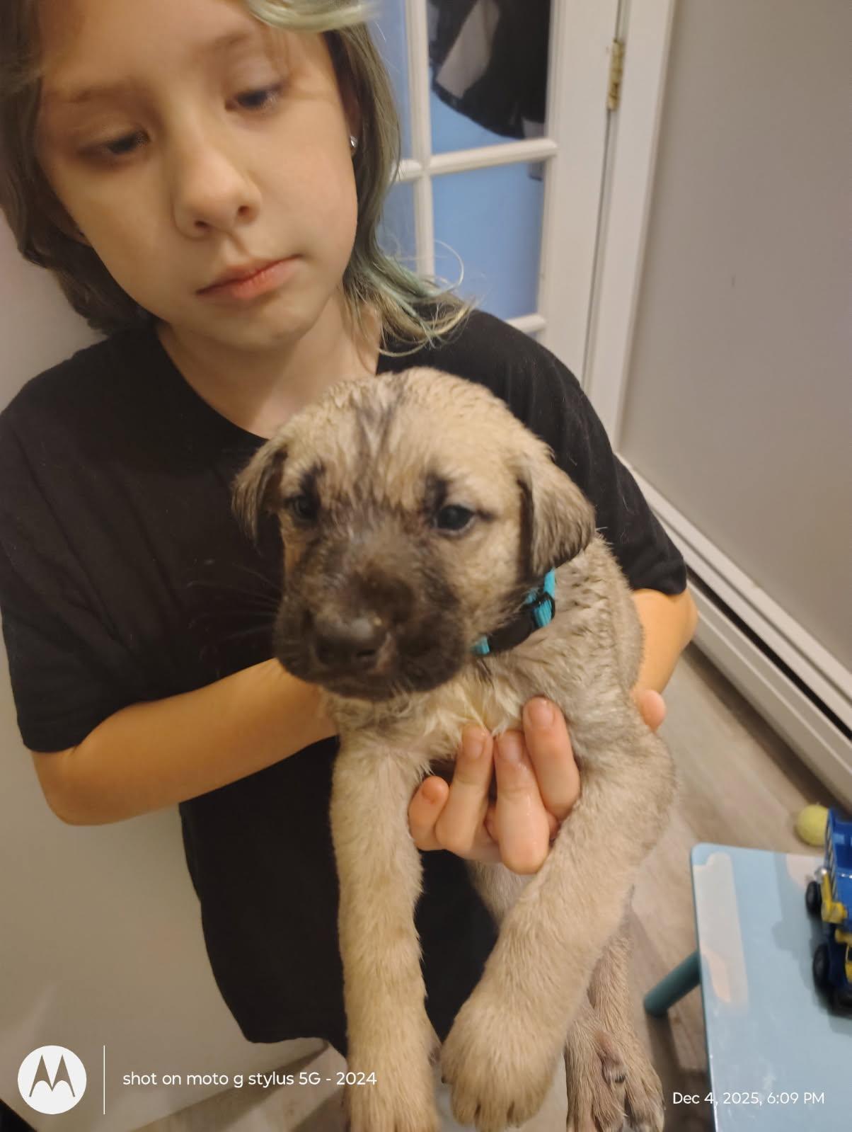 A baby medium-sized male Husky dog named Bashful for adoption in Sumter, SC