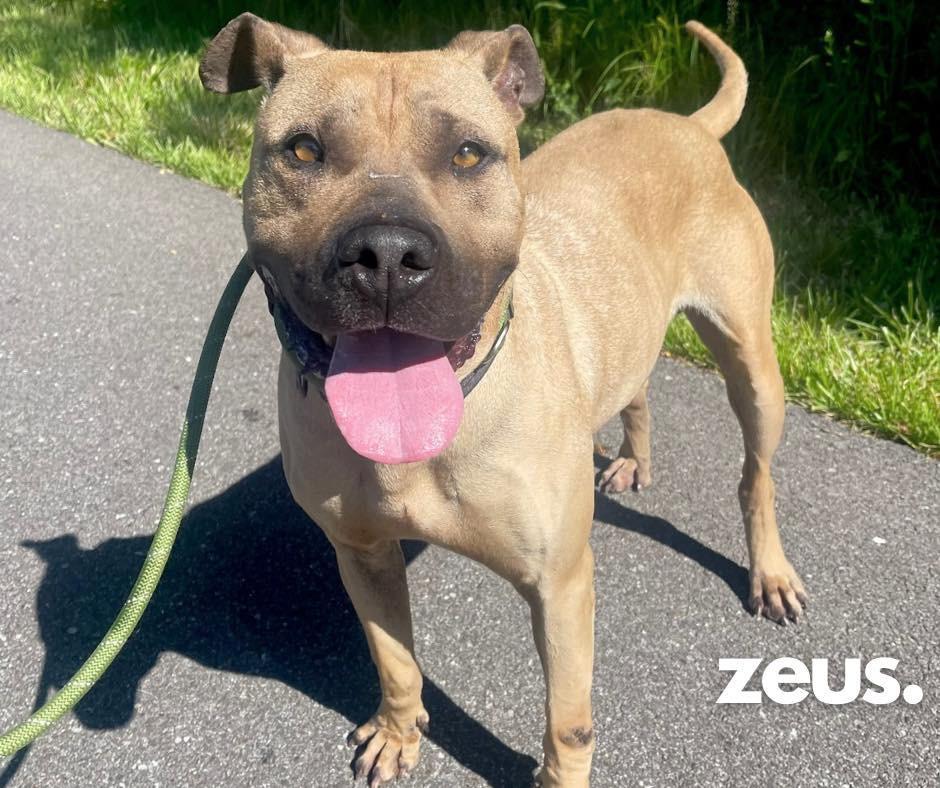 An adult large-sized male Mixed Breed dog named Zeus for adoption in Ashland, KY