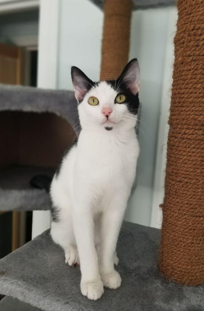 An adult medium-sized male Black Domestic Short Hair cat named Nike for adoption in Baltimore, MD