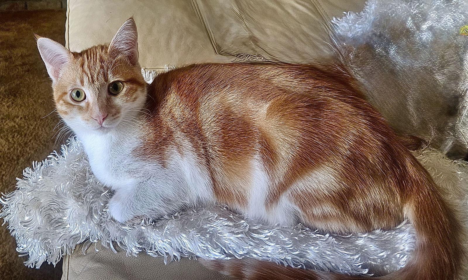 Loki Bonded With photo 1